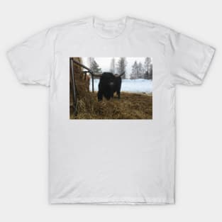 Scottish Highland Cattle Bull 1915 T-Shirt